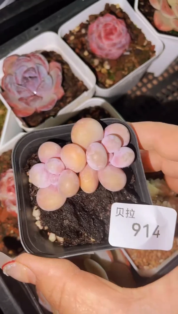 【闪购商品】912蛋黄奶