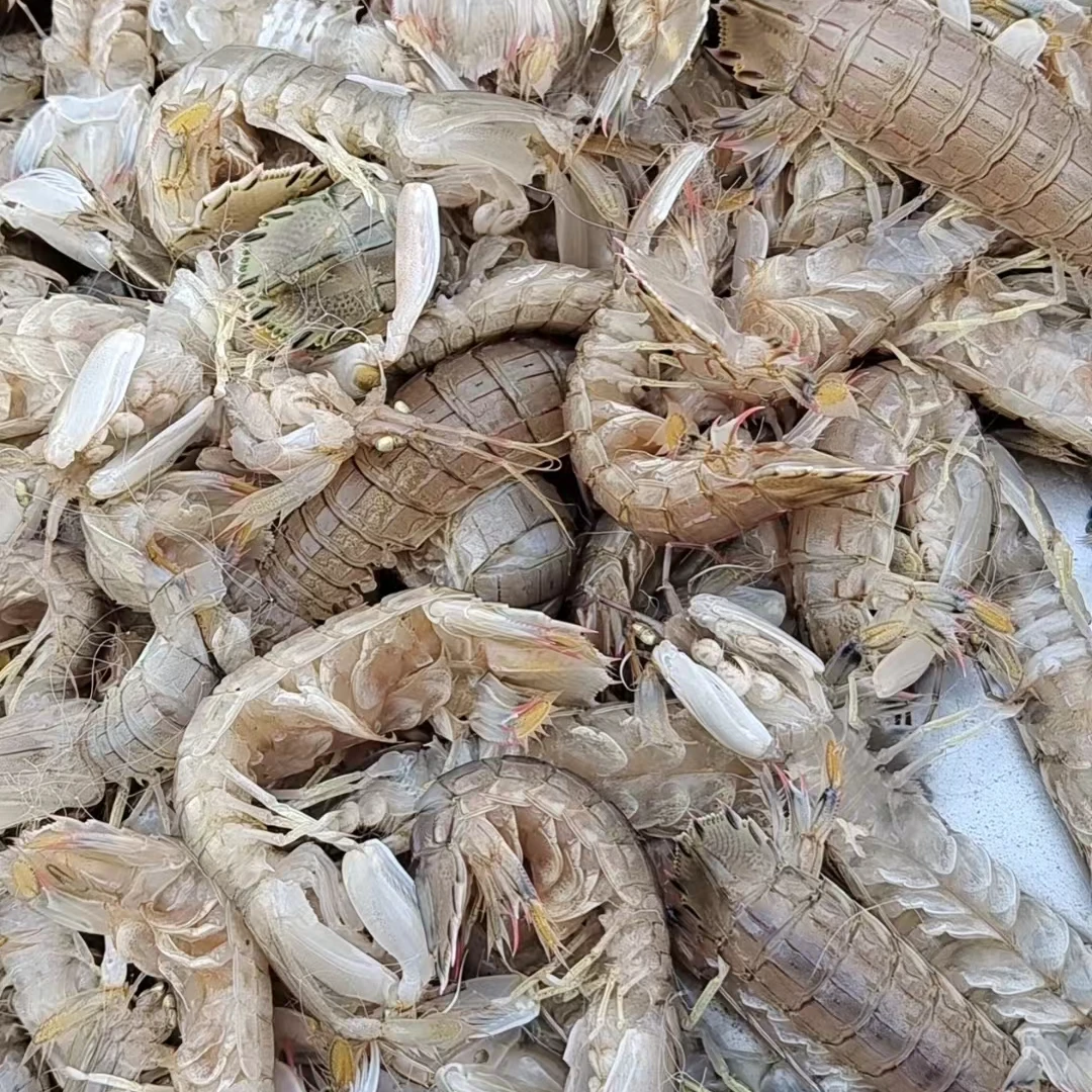 皮皮虾鲜活虾爬子螳螂虾富贵虾肉质鲜甜包邮