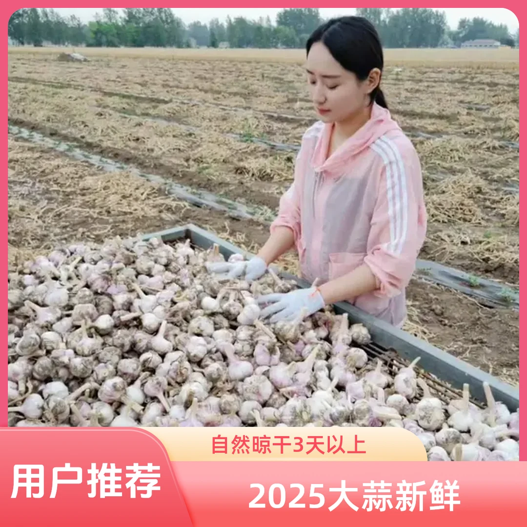 2025年河南新鲜大蒜紫白皮半干蒜(自然晾晒) 5斤