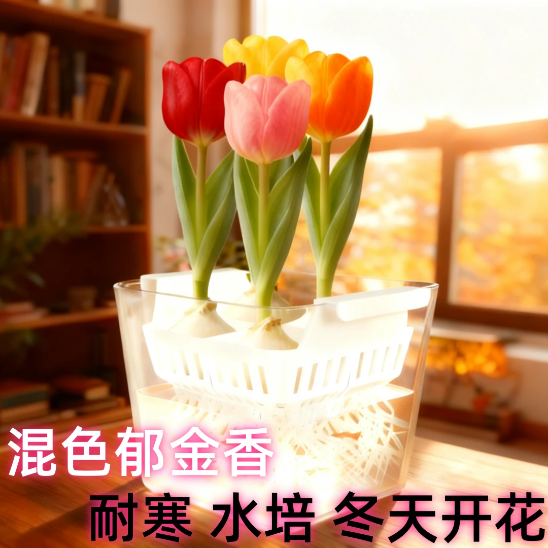 荷兰进口超大号郁金香种球耐寒土培水培过年开花冬天养殖室内室外