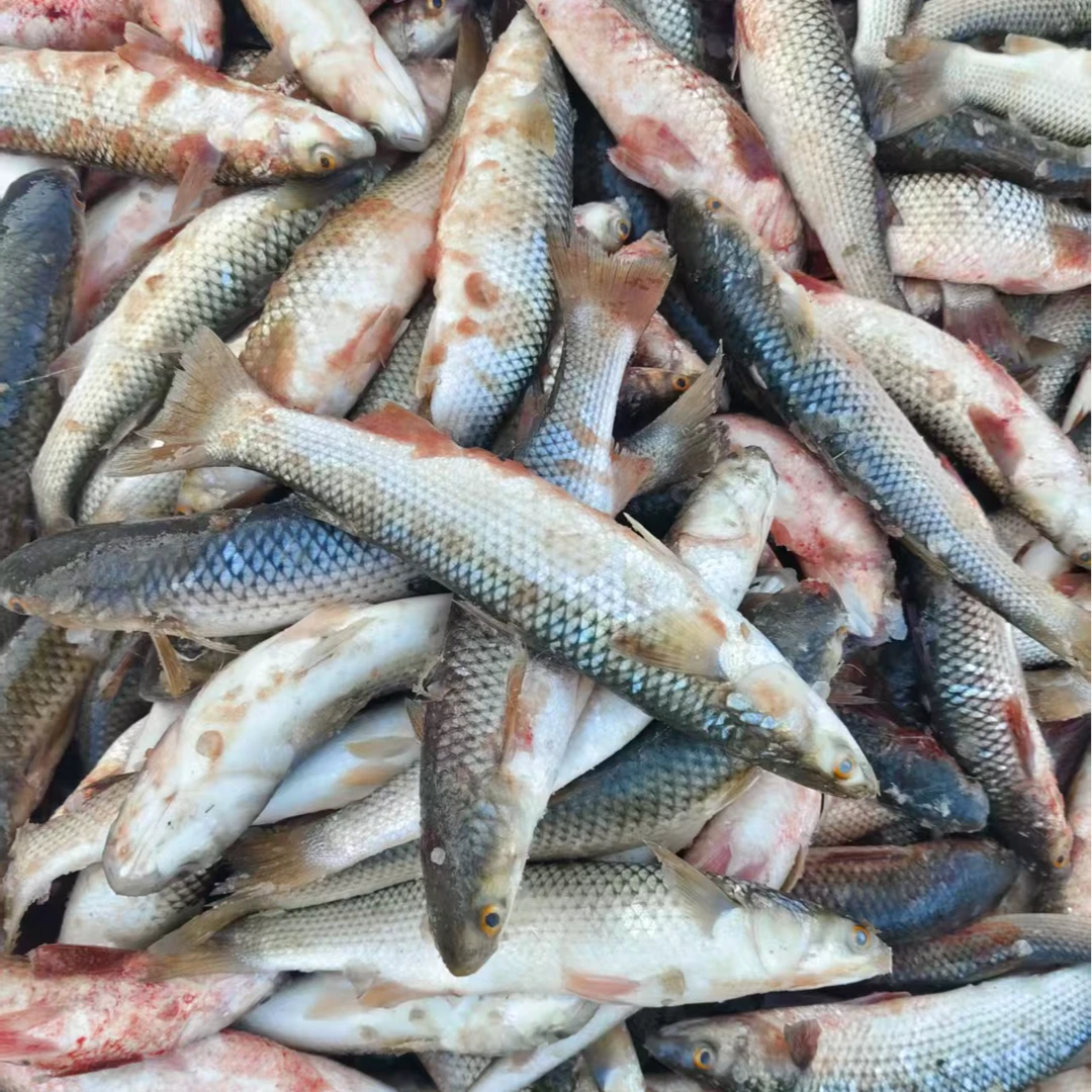 顺丰包邮新鲜海鱼渤海湾山东海捕野生鲜活红眼梭鱼整箱现捕现发