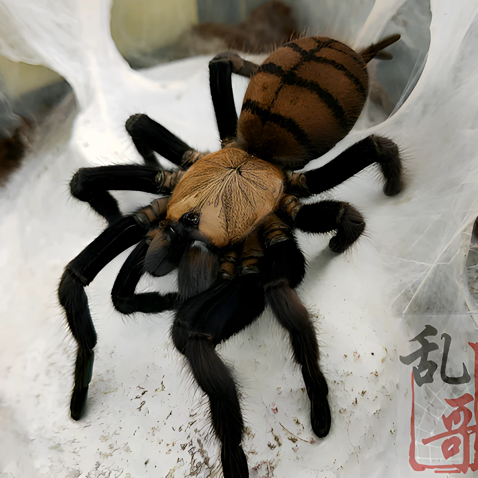 (印虎)印度地老虎紫罗兰4.5厘米幼体蜘蛛宠物活体好养虎纹肚子毛