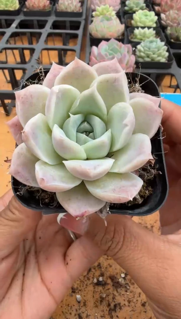 东云多肉园二店-320