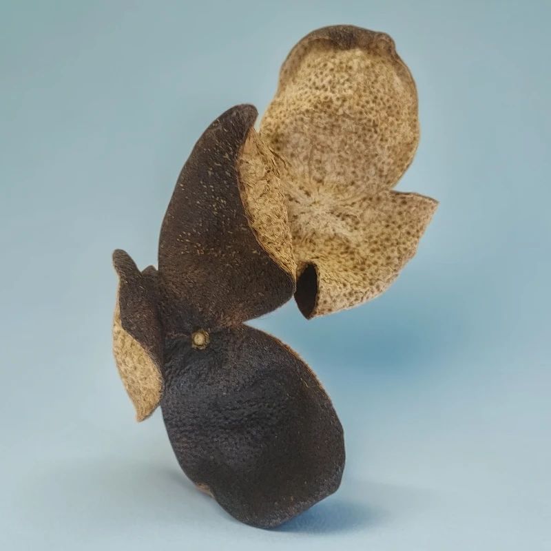 ⑬  2017小冈新会陈皮