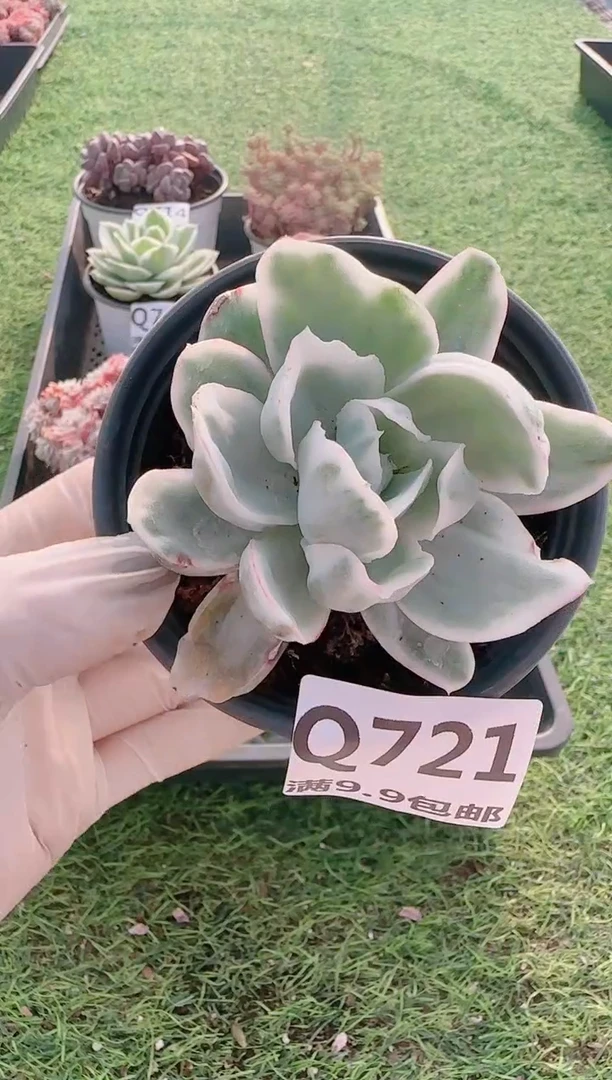 【闪购商品】梦会多肉一物一拍