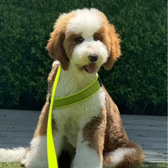 欧乐盛宠---巨贵魔法屋