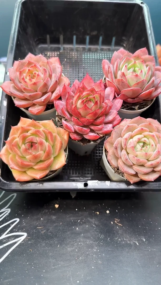 3  041    多肉5   颗