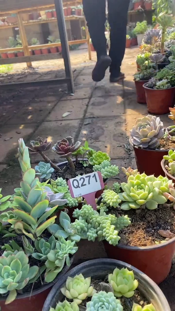 Q271多肉组合默认脱土发货