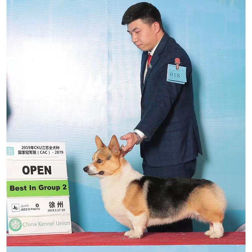 【狗班长优宠店】赛级双血统拉布拉多/澳洲牧牛犬