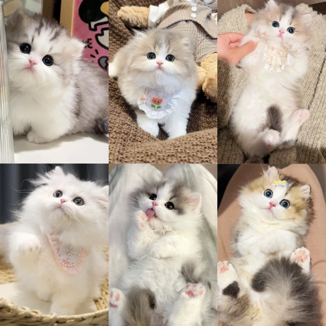 【桃虞猫舍】桃虞猫舍猫咪
