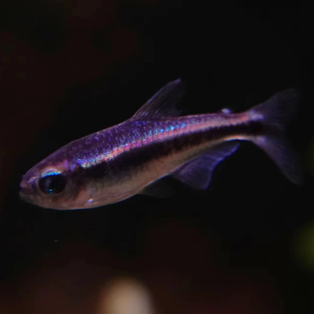 新流域 红鳍幻彩蓝魔 《满300顺丰包邮》