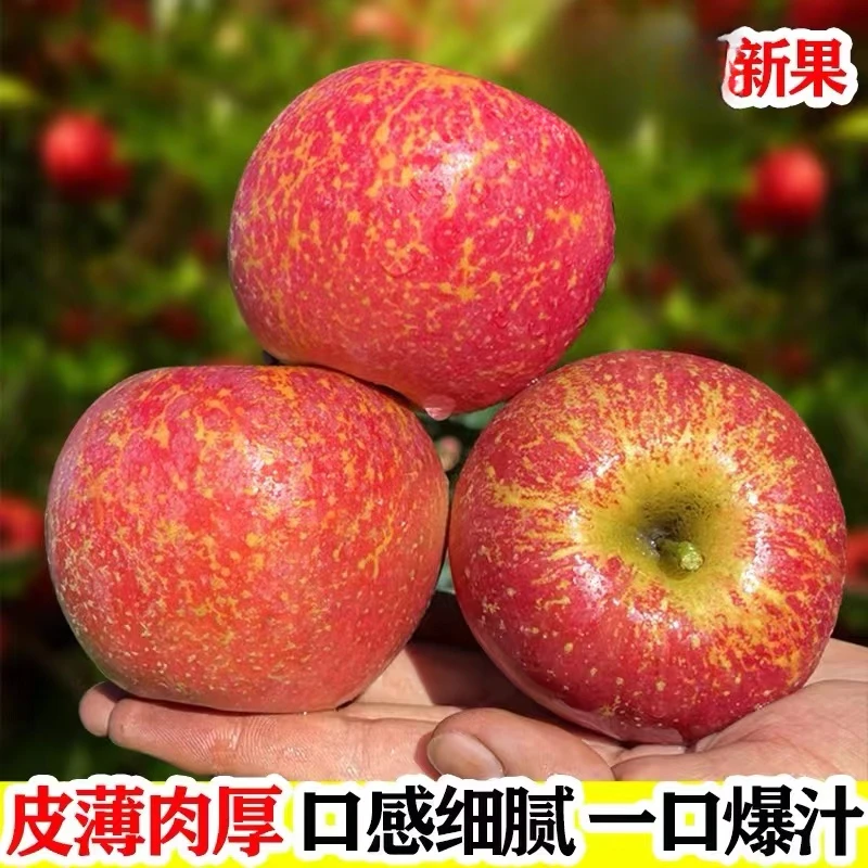 云南昭通冰糖心苹果新鲜脆甜多汁现摘水果产地直发