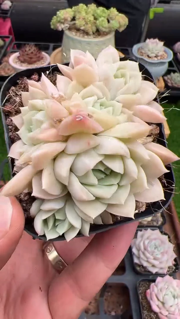 东云多肉园二店-279