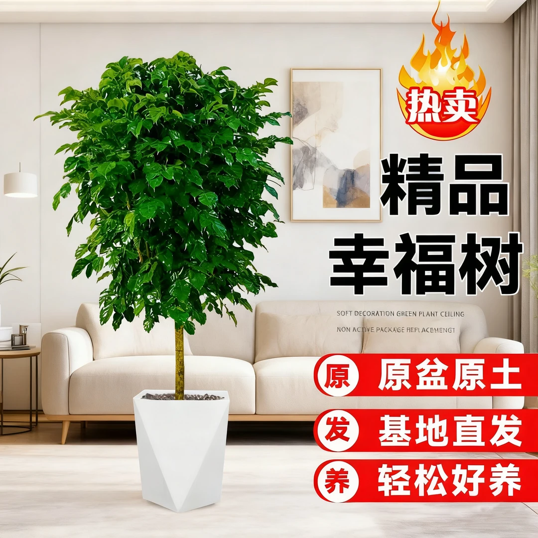 100-110cm独杆棒棒糖幸福树室内观叶绿植 四季常青