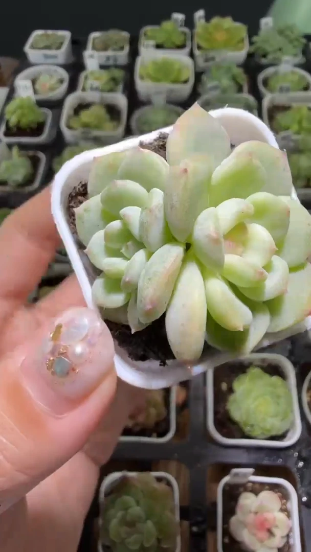 1303  T秃多肉植物