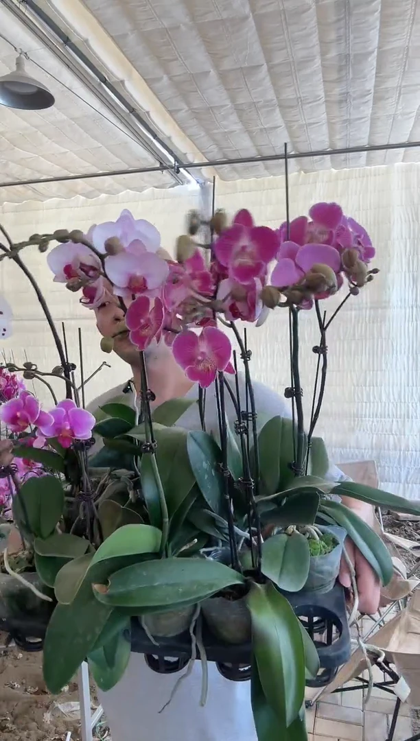 全部花苞【高品质盲盒带花苞】蝴蝶兰2棵