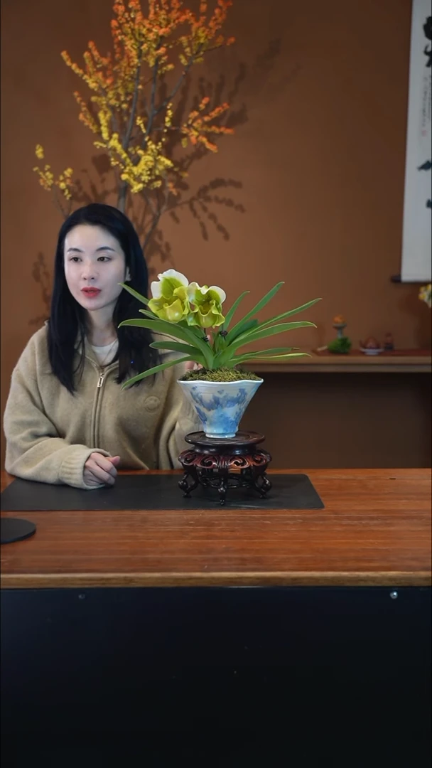 全部花朵绿肉饼盆景盆景盆景