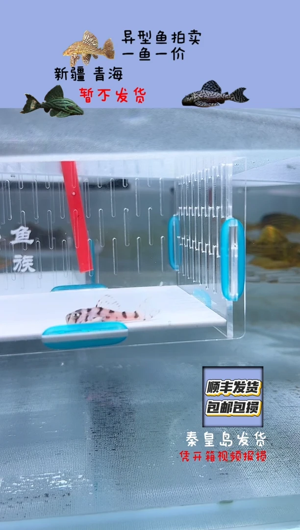 清道夫鱼3+不包入缸损117