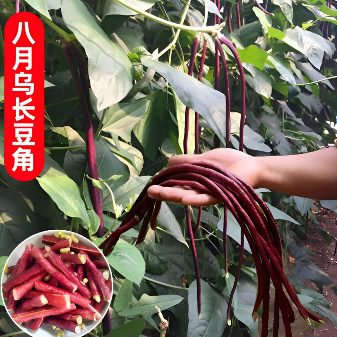耐热无筋角种子八月乌红豇豆种子原装搭架豆角种子高产豆