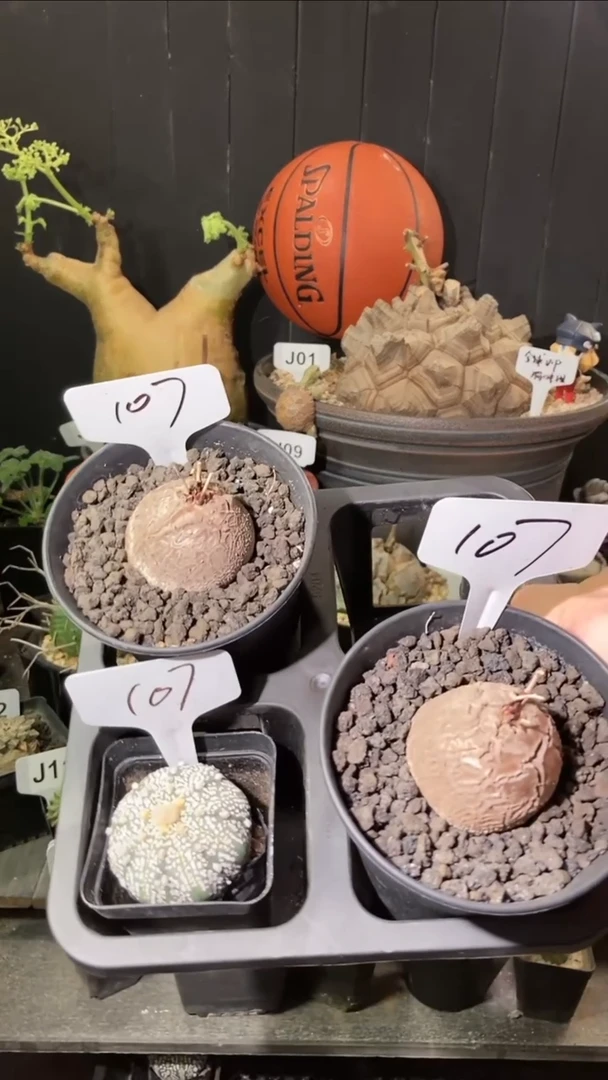 107号5.22.南非龟甲龙一组带盆送兜