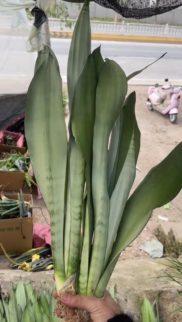 【闪购商品】高脚白玉裸根2棵15.8