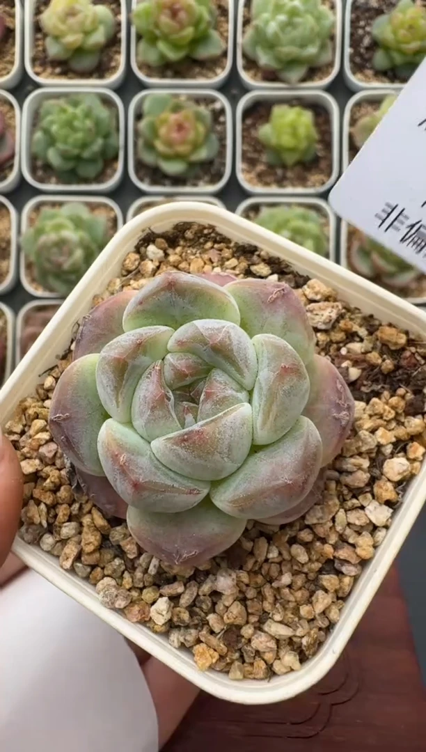 209T带盆土发 当场拍3颗以上包柚 多肉植物 一物一拍