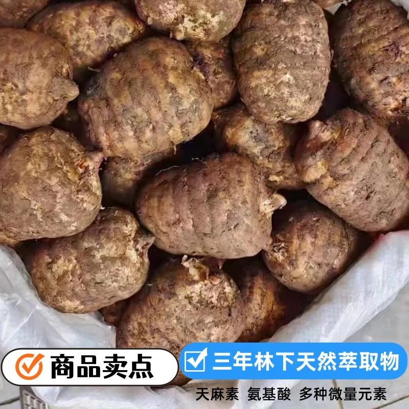小草坝老高山林下无添加自然生长现挖现发新鲜天麻高品质煲汤炖肉