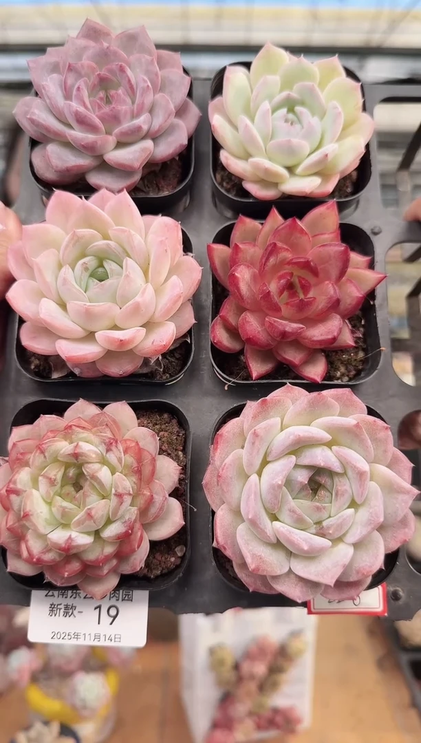 东云多肉园新款-19