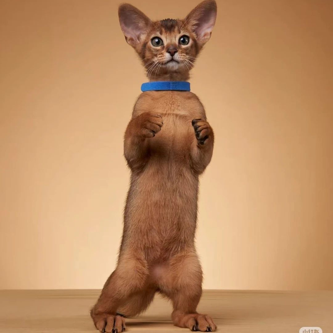 上海精品阿比西尼亚猫舍全国包邮