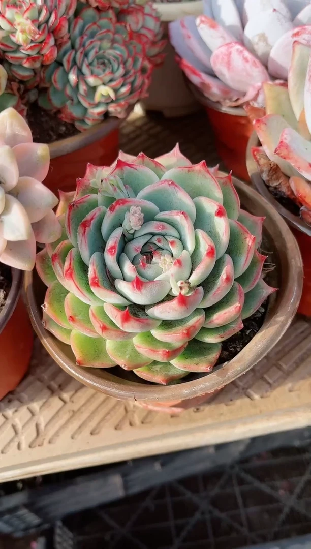 【闪购商品】21266