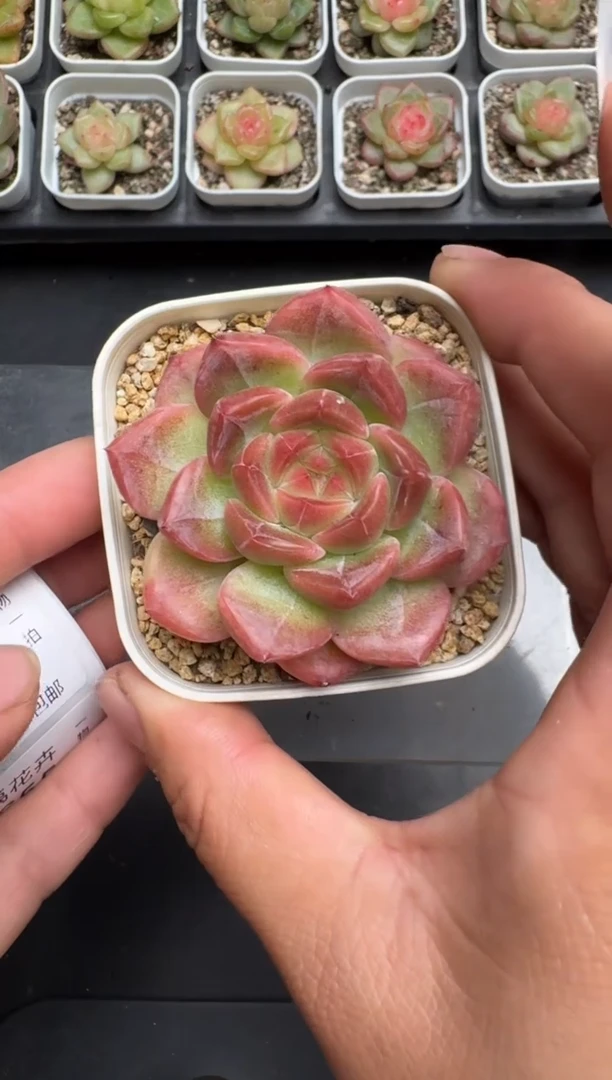 653L当天拍3颗包柚 带盆土纸巾打包 云禹花卉 珍妮多肉植物