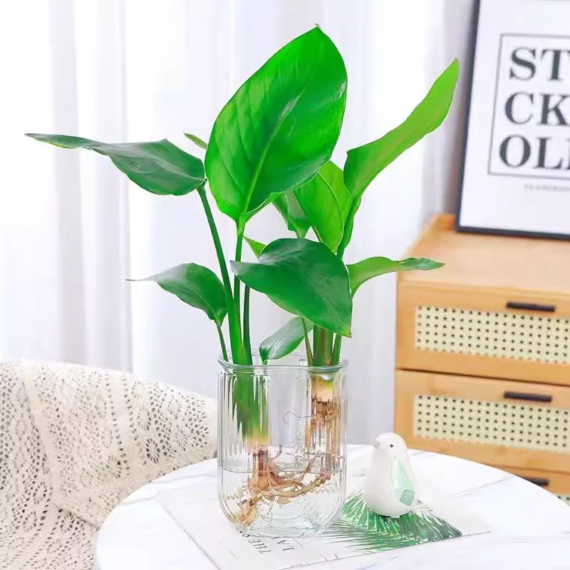 天堂鸟盆栽花卉植物室内易养活无土水培桌面鹤望兰客厅绿植吸甲醛
