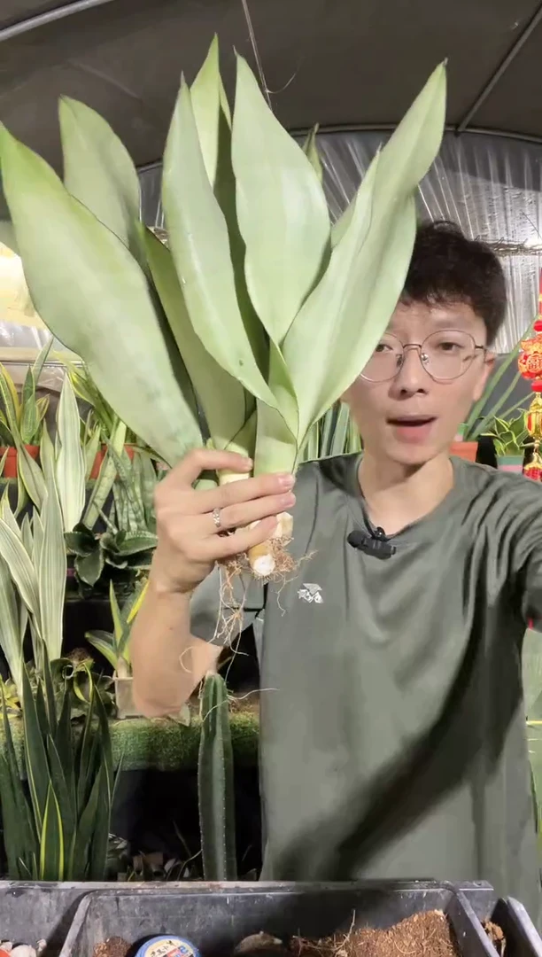 大号白玉兰裸根3棵11.8