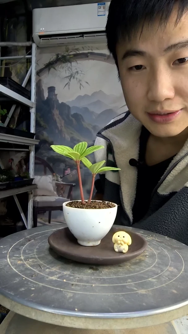 花*。中青园艺一物一拍495