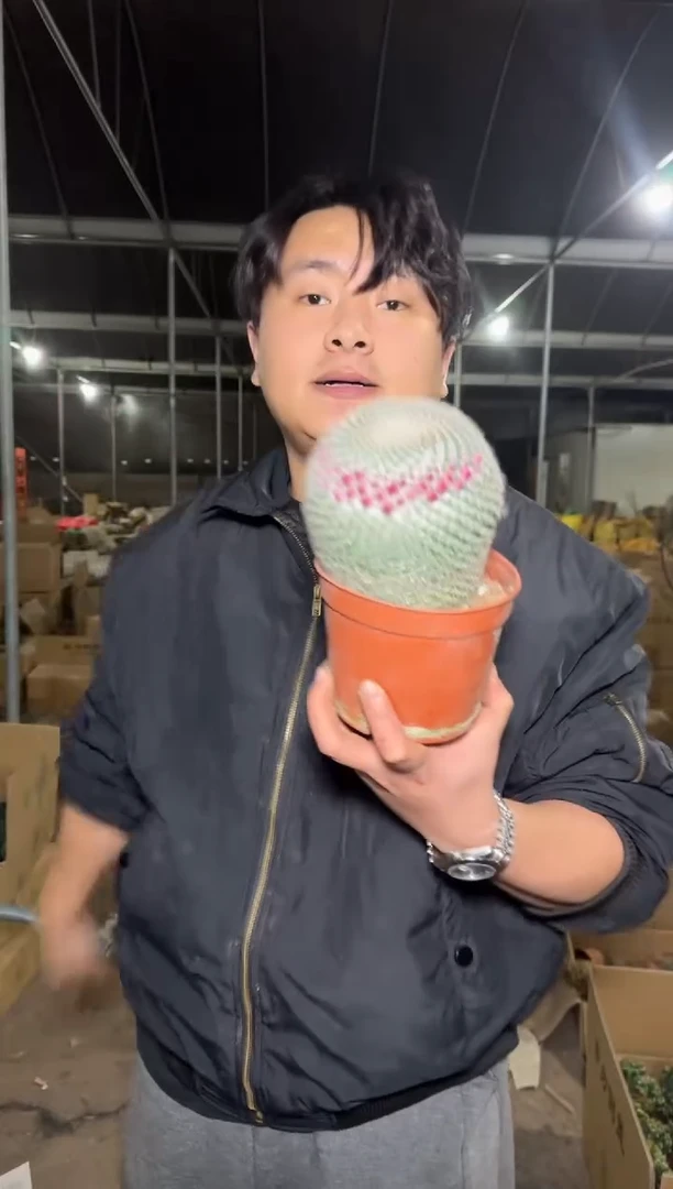 超大单头 玉翁【带雪顶】实生根