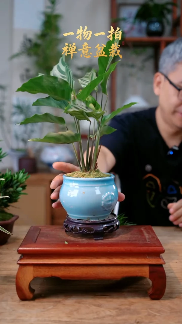 完全开放肖****R竹芋712