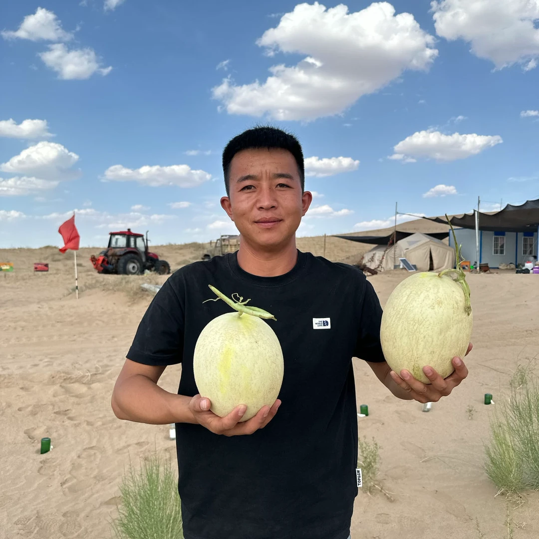 顺丰甘肃民勤新鲜沙漠银蒂白兰瓜软糯香甜8/17斤坏果包赔甜蜜夏季