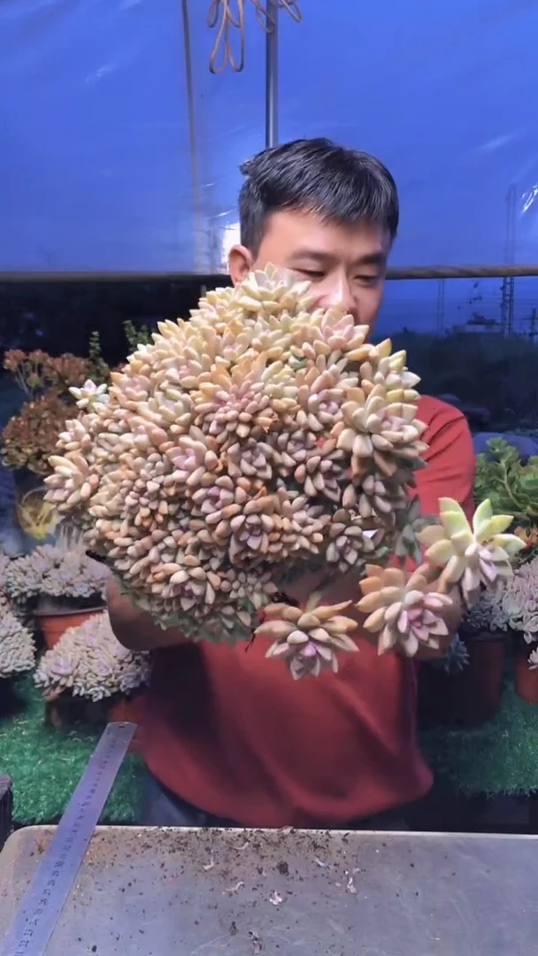 122淡雪缀化一物一拍