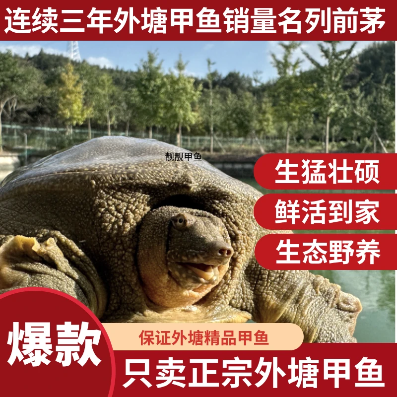 外塘甲鱼3只共3-4斤鲜活外塘生猛中华鳖青背白肚甲鱼到家