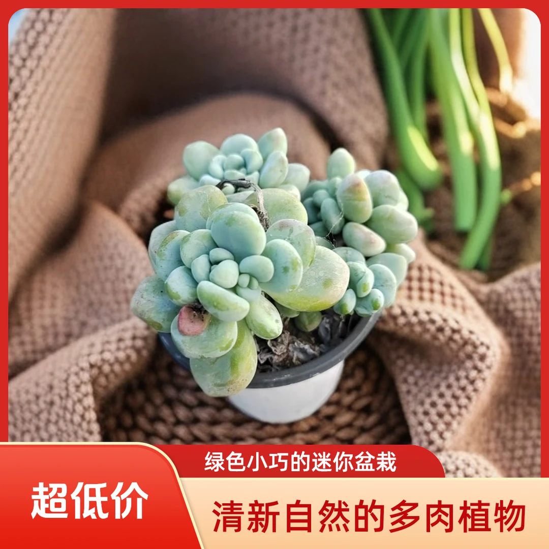 劳尔多肉植物盆栽品种好养适合办公室阳台