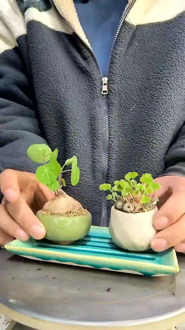 L**y中青园艺一物一拍480