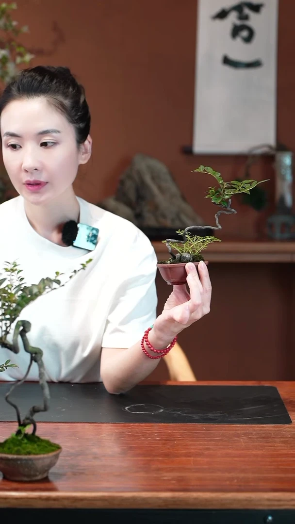 无花朵自*黑骨茶盆景盆景盆景
