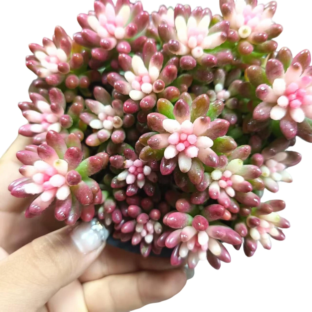花锦带盆发货多肉绿植三单包邮多肉基地直发