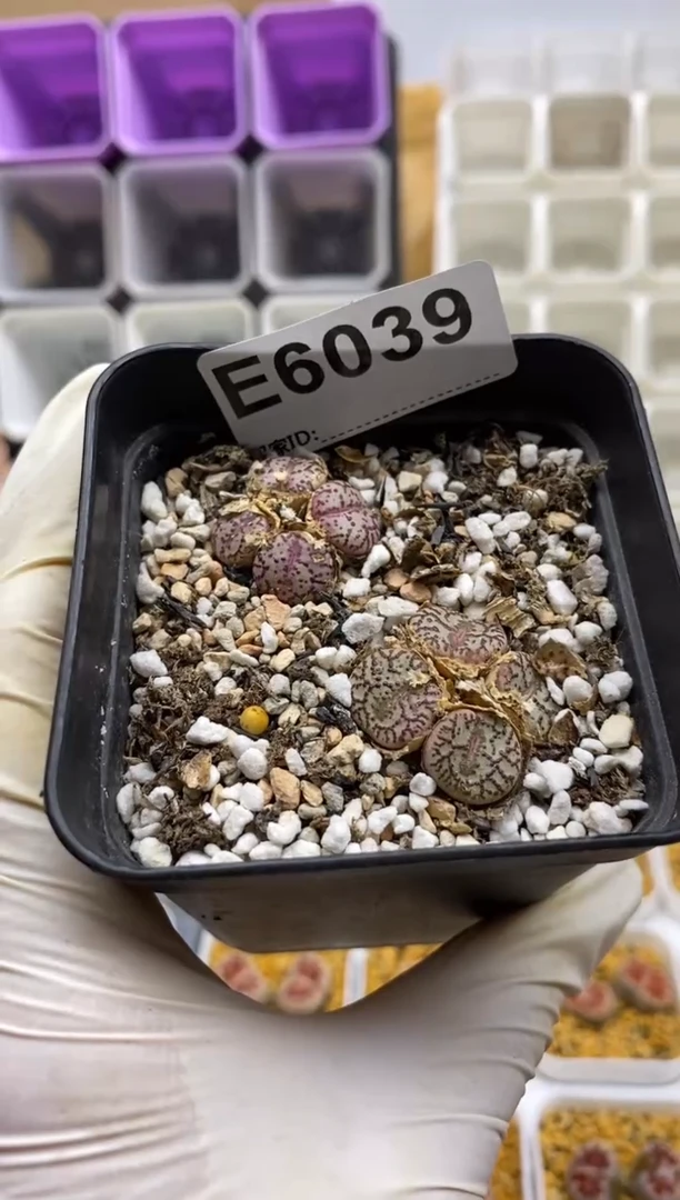 6039直播间一物一拍