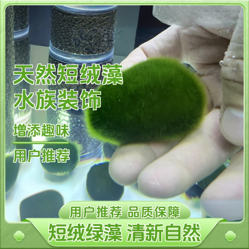 绿绒藻兰寿鱼缸造景短绒藻青苔绿毛地毯孢子了绿苔短绒藻引藻石