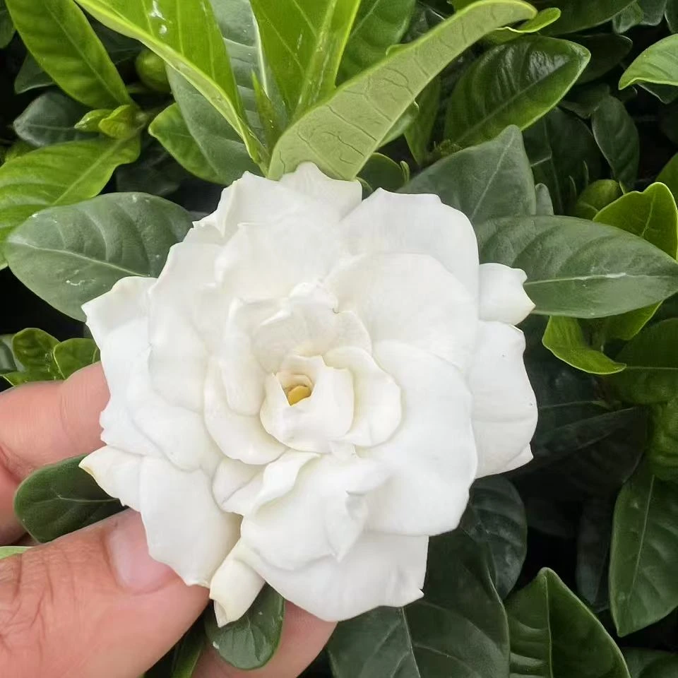 精品浓香小叶栀子花两年花苗满带花苞基地直发