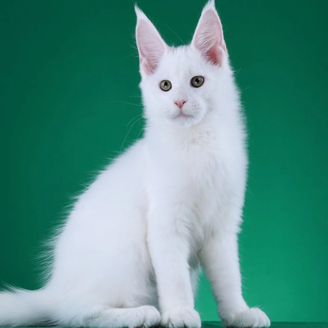 来了姊妹-纯白缅因猫 弟弟 6