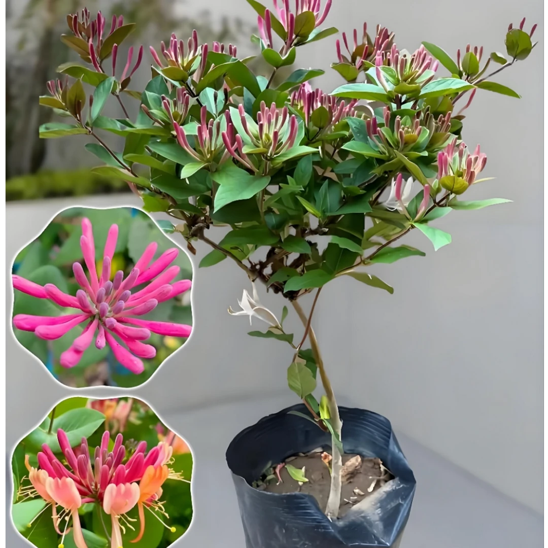 四季多彩金银花盆栽地栽庭院南北方易成活好打理可泡茶可闻香驱蚊