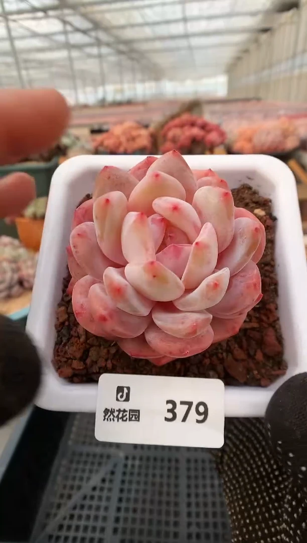 【闪购商品】379雪天使一物一拍