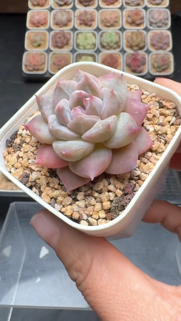 【闪购商品】210号珍妮多肉一物一拍3单包邮